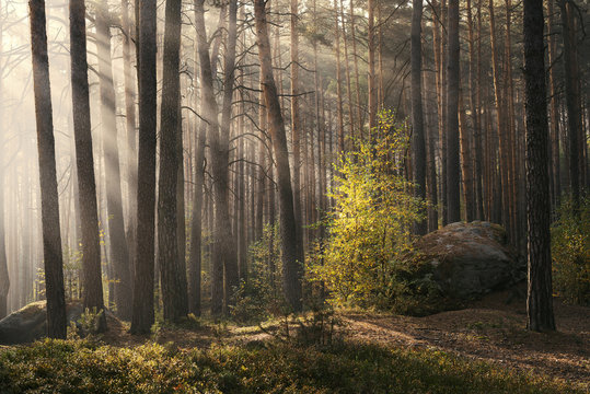 Sunlight passing through trees in forest