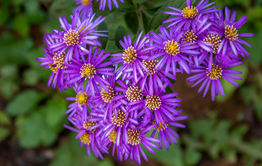 purple flowers in the garden