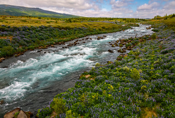 Island Fluss Tungufljót (Árnessýsla) Lupinen Gletscher Vulkanlandschaft Thermalgebiet Geysir Blaskogabyggd Blüten Menge Feld Lila Natur Pracht Blütenmeer  © ON-Photography
