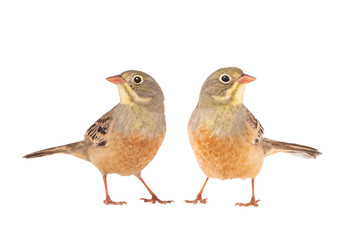  two ortolan (Emberiza hortulana) isolated on a white background