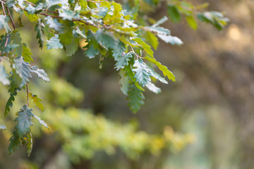 Hojas de roble