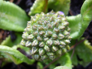 Fototapeta premium Green plants in the garden