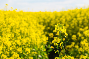 Fototapeta premium Rapeseed flowering. Farm field with yellow flowers rapeseed _