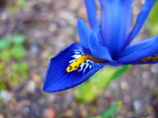 Blue irises