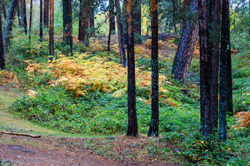 Recreation area between the provinces of Segovia and Madrid known as Boca del Asno