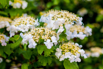 Viburnum bush in spring during flowering. White viburnum flowers_