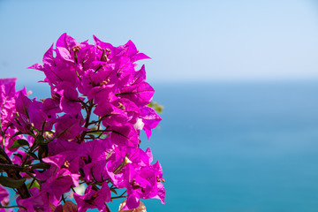 buganvillea fiorita, costa ligure, Italia