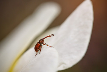 Brown beetle sitting on a cherry blossom petal