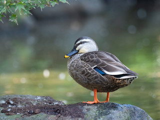 水辺のカルガモ