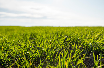 Fototapeta premium Young wheat seedlings growing on a field in autumn. Young green wheat growing in soil. Agricultural proces. Close up on sprouting rye agriculture on a field sunny day with blue sky. Sprouts of rye.