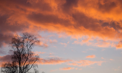 Fototapeta na wymiar Birch on a background of dark sky during sunset, copy space_