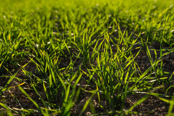 Young wheat seedlings growing on a field in autumn. Young green wheat growing in soil. Agricultural proces. Close up on sprouting rye agriculture on a field sunny day with blue sky. Sprouts of rye.