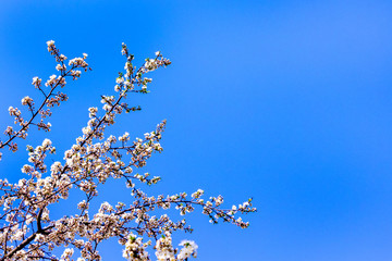 Cherry branches with flower on blue sky background. Copy space_