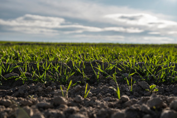 Young wheat seedlings growing on a field in autumn. Young green wheat growing in soil. Agricultural proces. Close up on sprouting rye agriculture on a field sunny day with blue sky. Sprouts of rye.
