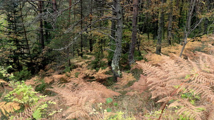 Trees in the woods, inside a forest during fall season. Trunk, bark, branch, leaves, green & brown color. Ocotber in nature. Oak, birch, pine, maple... Moss around, foliage in wild environment. Fresh.