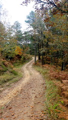Obraz premium Path inside the woods, in forest during fall season. Trees : trunk, branch, leaves, green & brown color. Ocotber, nature. Wild countryside environment. Footpath for trail or trekking. Future, choice.