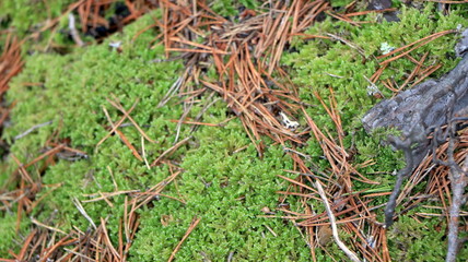 Forest views, landscapes, during fall season. Pieces of green moss, ferns, wood, foliage, orange leaves. Closeup/Macro. Fresh growing land, wilderness. Brown, orange, yellow colors. Texture of nature.