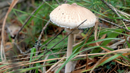 Wild mushrooms in the woods, forest. Amanita muscaria, agaric, chanterelle, boletus... (fungi). Healthy edible natural food. Careful poisonous, toxic. Green moss, texture 