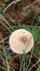Wild mushrooms in the woods, forest. Amanita muscaria, agaric, chanterelle, boletus... (fungi). Healthy edible natural food. Careful poisonous, toxic. Green moss, texture 