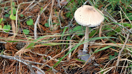 Wild mushrooms in the woods, forest. Amanita muscaria, agaric, chanterelle, boletus... (fungi). Healthy edible natural food. Careful poisonous, toxic. Green moss, texture 