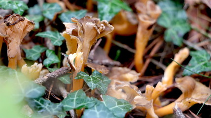 Wild mushrooms in the woods, forest. Amanita muscaria, agaric, chanterelle, boletus... (fungi). Healthy edible natural food. Careful poisonous, toxic. Green moss, texture 