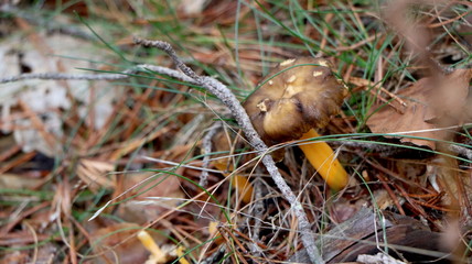 Wild mushrooms in the woods, forest. Amanita muscaria, agaric, chanterelle, boletus... (fungi). Healthy edible natural food. Careful poisonous, toxic. Green moss, texture 