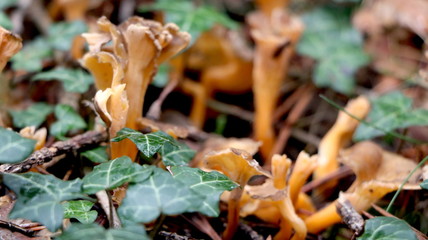 Wild mushrooms in the woods, forest. Amanita muscaria, agaric, chanterelle, boletus... (fungi). Healthy edible natural food. Careful poisonous, toxic. Green moss, texture 