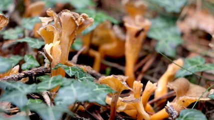 Wild mushrooms in the woods, forest. Amanita muscaria, agaric, chanterelle, boletus... (fungi). Healthy edible natural food. Careful poisonous, toxic. Green moss, texture 