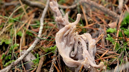 Wild mushrooms in the woods, forest. Amanita muscaria, agaric, chanterelle, boletus... (fungi). Healthy edible natural food. Careful poisonous, toxic. Green moss, texture 