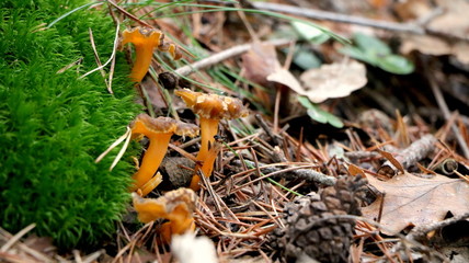 Wild mushrooms in the woods, forest. Amanita muscaria, agaric, chanterelle, boletus... (fungi). Healthy edible natural food. Careful poisonous, toxic. Green moss, texture "pasta" sometimes. Macro.