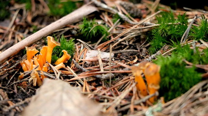 Wild mushrooms in the woods, forest. Amanita muscaria, agaric, chanterelle, boletus... (fungi)....