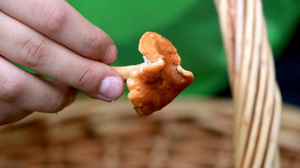 Closeup on child's hand holding a mushroom. Fall leisure activity in forest, woods. Healthy edible food : chanterelle, boletus... (fungi). Brown, orange, red colors in autumn holiday. Organic food.