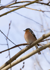 Little songbird finch sitting in sunny weather on a tree branch