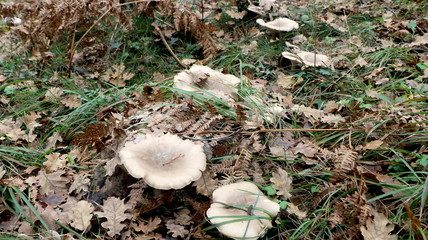 Wild mushrooms in the woods, forest. Amanita muscaria, agaric, chanterelle, boletus... (fungi). Healthy edible natural food. Careful poisonous, toxic. Green moss, texture 