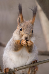 Red squirrel sits on a tree without leaves in winter eats sunflower seeds