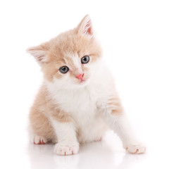Beautiful cat isolated. Small kitten on white.