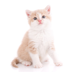 Obraz premium Cat, pet, and cute concept - kitten on a white background.
