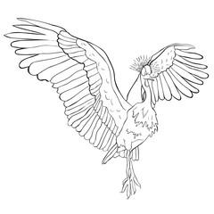 Oriental Crowned Crane spread its wings.  illustration