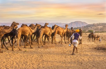 A herd of dromedary camels being led through a desert landscape by camel traders near Pushkar in...