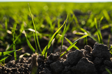 Young wheat seedlings growing on a field in autumn. Young green wheat growing in soil. Agricultural proces. Close up on sprouting rye agriculture on a field sunny day with blue sky. Sprouts of rye.