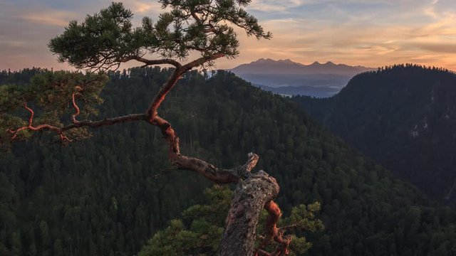 Sunset over Tatra mountains seen from Sokolica in Pieniny with famous relict pine in the foreground. Video with camera motion