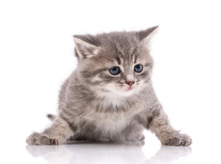 Obraz premium Gray domestic kitten on a white background