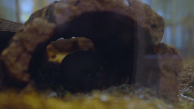 Silhouette of a small, white pet-mouse in a hollow bark behind glass in an animal shelter, cleaning itself