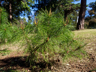若い松の木