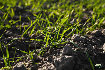 Fototapeta premium Young wheat seedlings growing on a field in autumn. Young green wheat growing in soil. Agricultural proces. Close up on sprouting rye agriculture on a field sunny day with blue sky. Sprouts of rye.