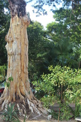 tree in amazon