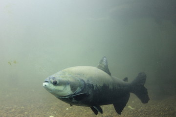 Fototapeta premium fish in aquarium