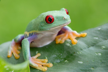 Agalychnis callidryas