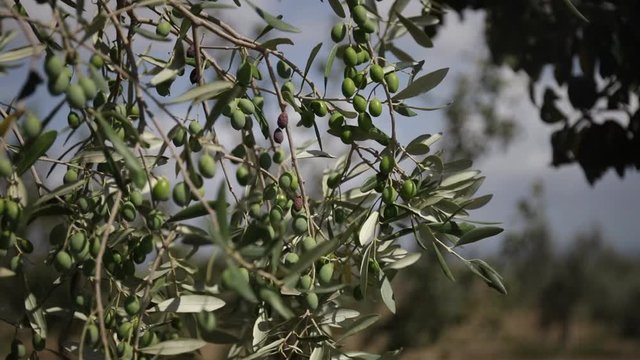 Olive branches with green olives moved by a strong wind. Cloudy sky in the background, natural light. Tuscany, Italy.