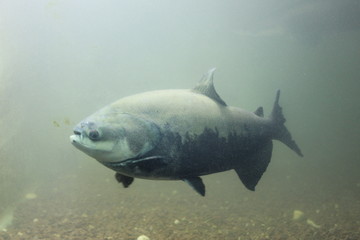 Fototapeta premium fish in aquarium